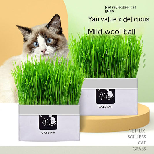 Natural Cat Grass