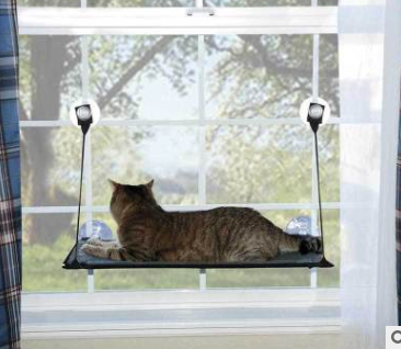 Cup cat window sill